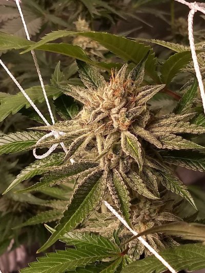 UK 🇬🇧 Growers Circle Everybody Welcome ⭕️
