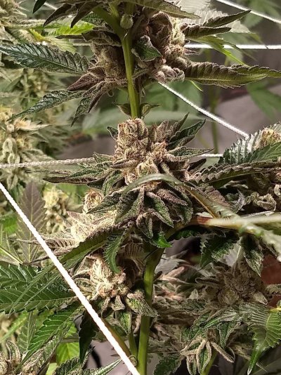 UK 🇬🇧 Growers Circle Everybody Welcome ⭕️