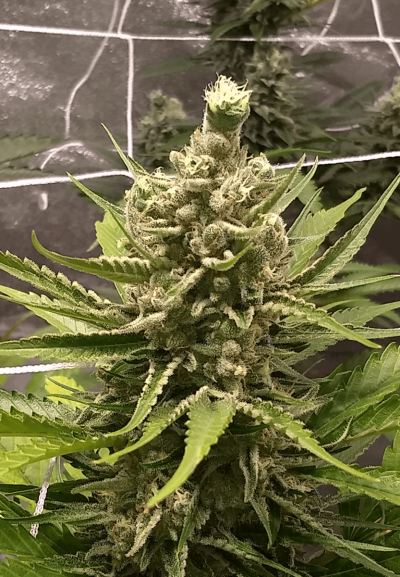 UK 🇬🇧 Growers Circle Everybody Welcome ⭕️