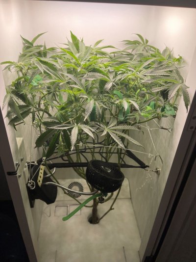 hey-abby-420-edition-update-wk3-flowering.jpeg