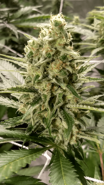 UK 🇬🇧 Growers Circle Everybody Welcome ⭕️