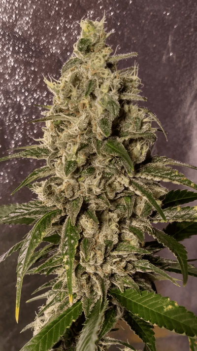 UK 🇬🇧 Growers Circle Everybody Welcome ⭕️