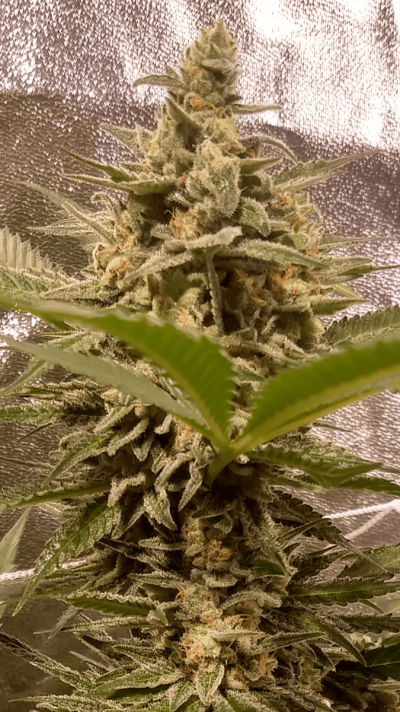 UK 🇬🇧 Growers Circle Everybody Welcome ⭕️