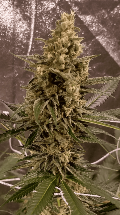 UK 🇬🇧 Growers Circle Everybody Welcome ⭕️