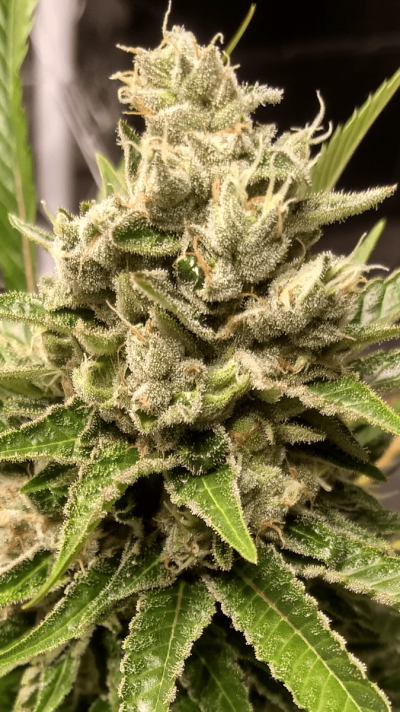 UK 🇬🇧 Growers Circle Everybody Welcome ⭕️