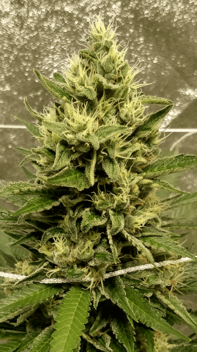 UK 🇬🇧 Growers Circle Everybody Welcome ⭕️