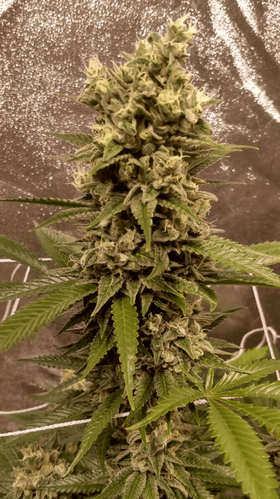 UK 🇬🇧 Growers Circle Everybody Welcome ⭕️