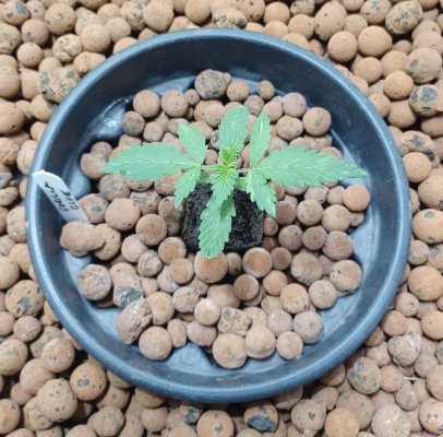 Chemistry's grow your own quality stash.