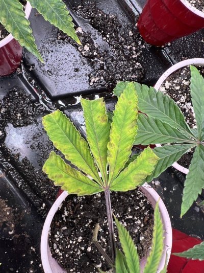 led-lights-causing-plants-show-nutrient-deficiency-2.jpeg