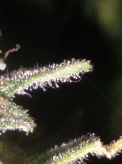 ready-to-harvest-fast-strain-6-weeks-2.jpg