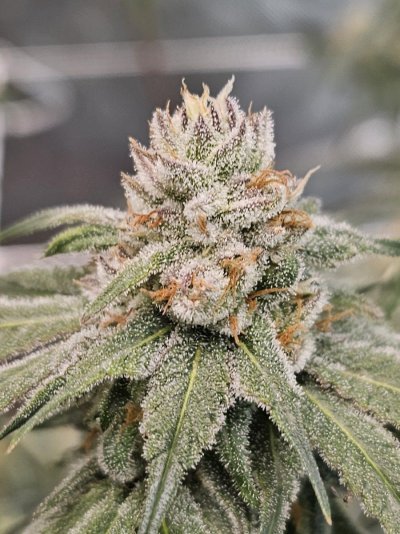 Girl Scout Cookies 1 week from cut
