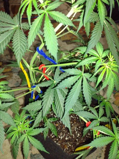 Are they starting to flower?