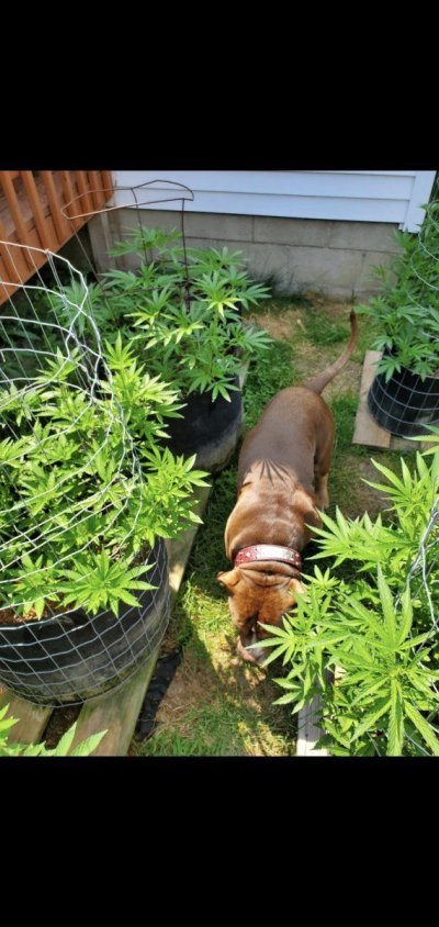 do dogs or cats eat cannabis on the stalk?