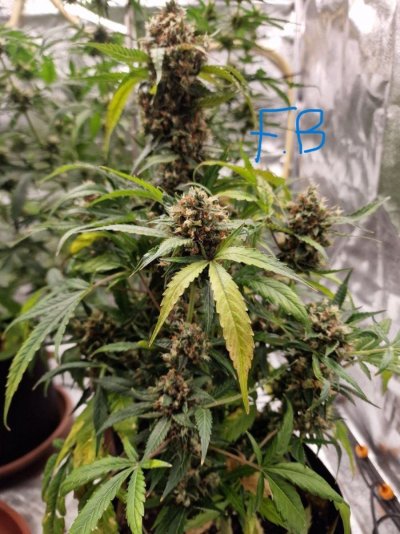 my-last-grow-i-need-commentsadvise-in-order-to-improve-2.jpg