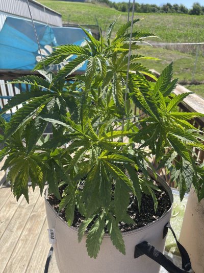 my-plants-look-weird-help-4.jpeg