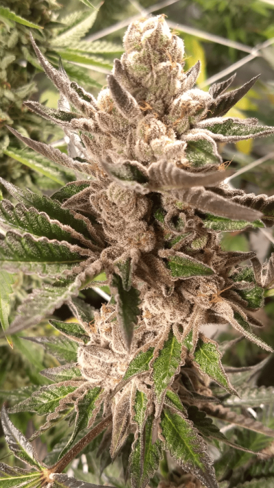 Let's See Your Frostiest Flowers