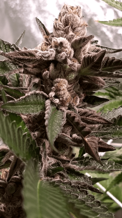 Let's See Your Frostiest Flowers