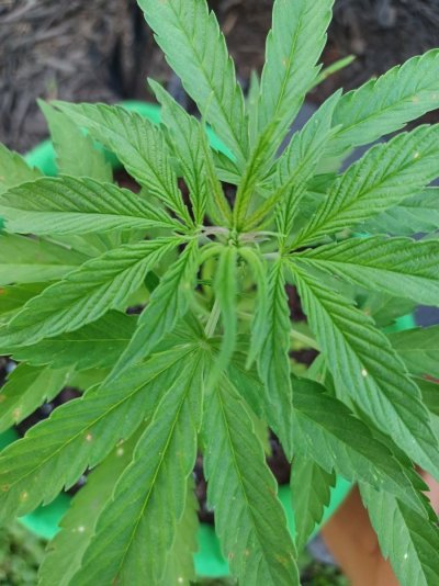 Newbie in VA-outdoor