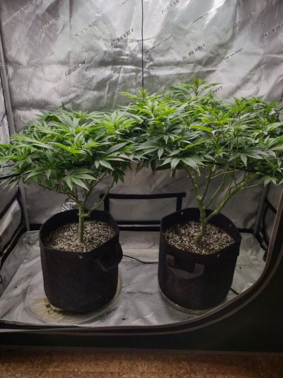 first-time-growerwondering-how-im-doing-2.jpg