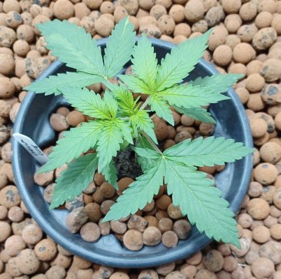 Gorilla Glue V2b.jpg