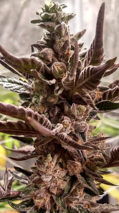 Let's See Your Frostiest Flowers