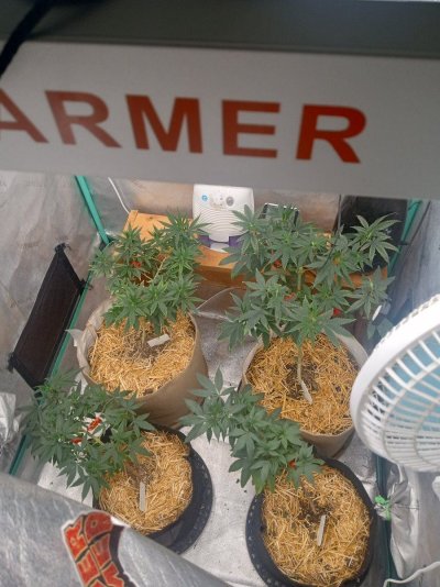 Spider Farmer LED Grow