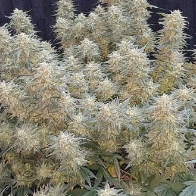 Spider Farmer LED DAD'S PLANT CONTEST-SE5000/4'x4' Grow Tent/Bowl Trimmer