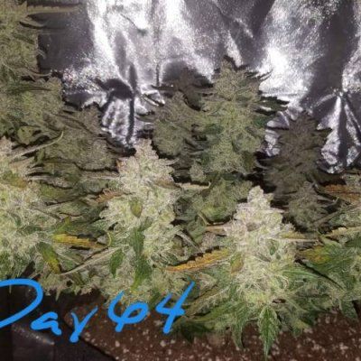 Spider Farmer LED DAD'S PLANT CONTEST-SE5000/4'x4' Grow Tent/Bowl Trimmer