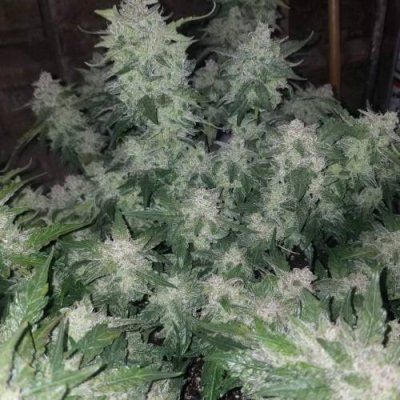 Spider Farmer LED DAD'S PLANT CONTEST-SE5000/4'x4' Grow Tent/Bowl Trimmer