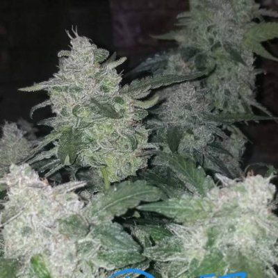 Spider Farmer LED DAD'S PLANT CONTEST-SE5000/4'x4' Grow Tent/Bowl Trimmer