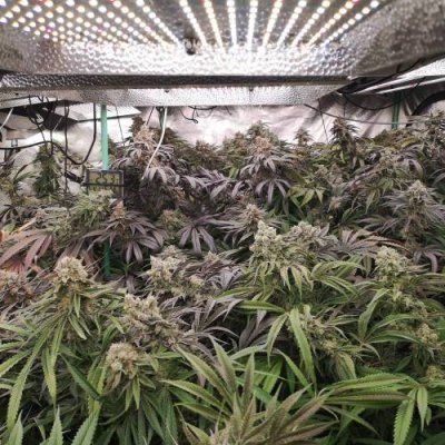 Spider Farmer LED DAD'S PLANT CONTEST-SE5000/4'x4' Grow Tent/Bowl Trimmer
