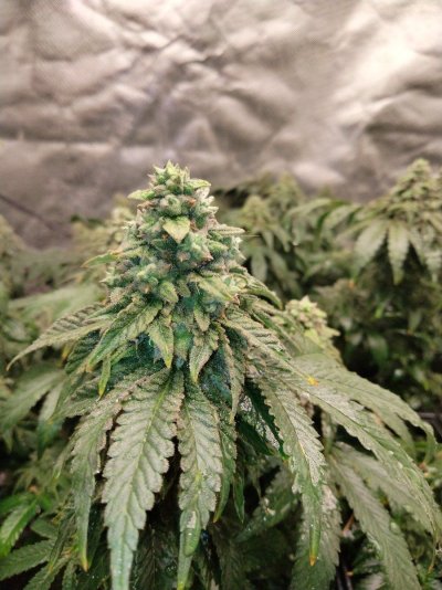 First indoor grow, looking for some feedback, plants health & environment, to share 🪴🤙😊