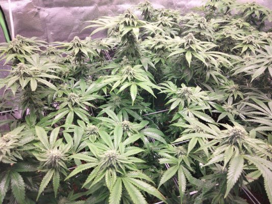First indoor grow, looking for some feedback, plants health & environment, to share 🪴🤙😊