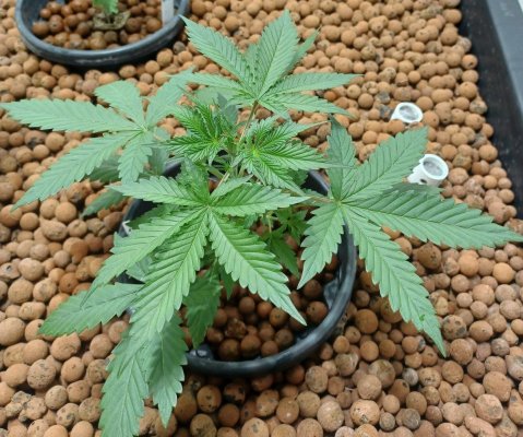 Chemistry's grow your own quality stash.
