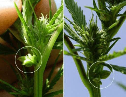 First time flowering and was wondering if this is a sign of a hermaphrodite?
