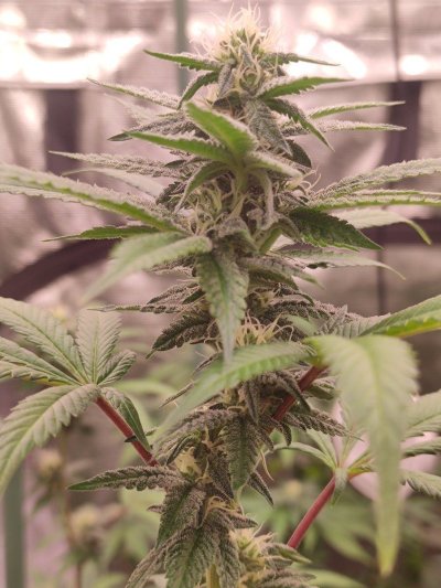 Spider Farmer LED DAD'S PLANT CONTEST-SE5000/4'x4' Grow Tent/Bowl Trimmer