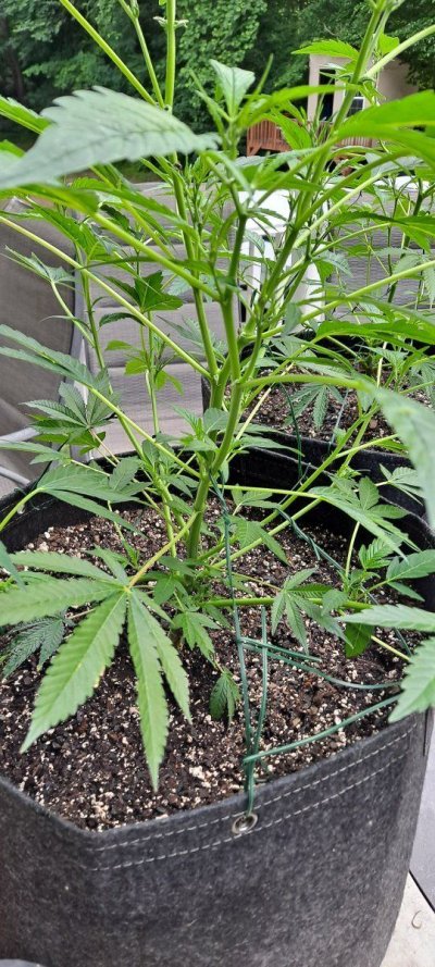 4 Plant Grow Combo of Indoor and Outdoor