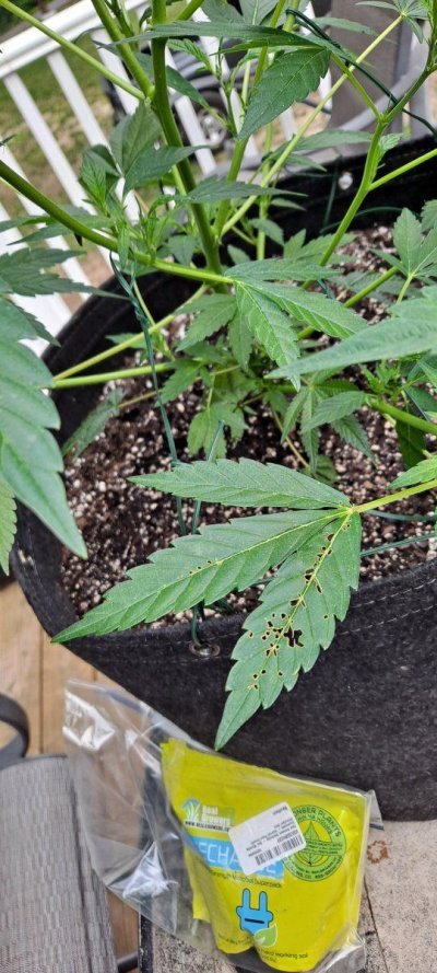 4 Plant Grow Combo of Indoor and Outdoor