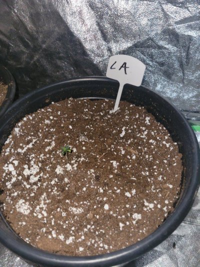 How do they look? First time grower they're 8 days from germination just some regular seeds out of some gorilla glue I smoked.