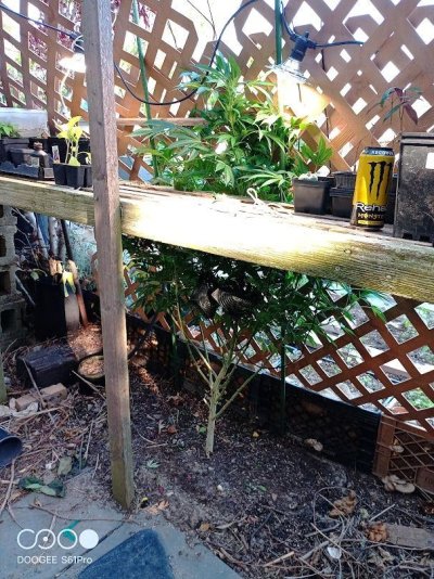 growing-a-topiary-cannabis-house-8.jpeg