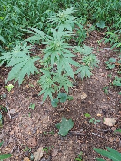 bout-a-month-outside-cheese-strain-2.jpg
