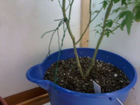 Transplant above stalk?