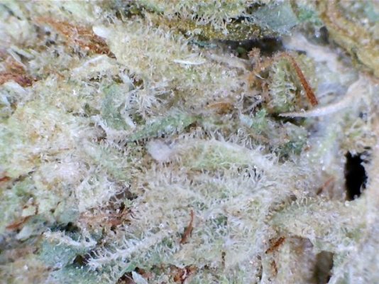 Star Dawg5.jpg