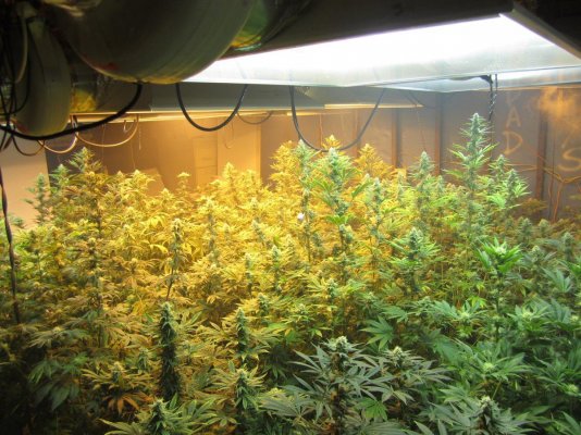 California Cannetics Grow Journal Sonoma Black Dawg