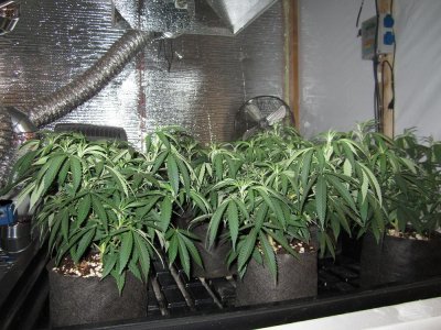 Grape Ape/2k/CoCo