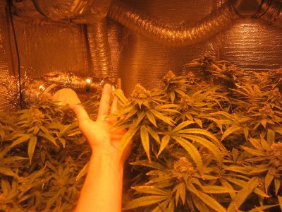 Grape Ape/2k/CoCo