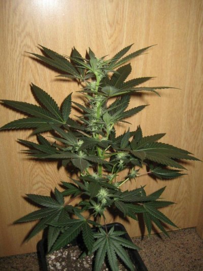 T.O.C.'s Touch: Finally Legal!