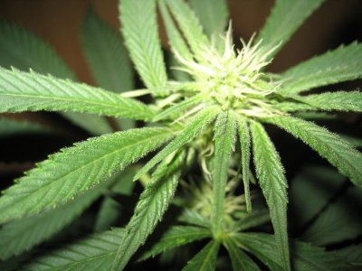 T.O.C.'s Touch: Finally Legal!
