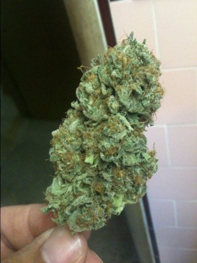 bubba-kush-x-bluemoonshine-nug-pics.jpg