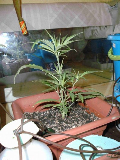 cob cut 4.2.JPG